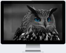 Privaatsusfilter Natec NFP-1478 Owl, 24