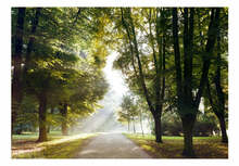 Fototapeet Artgeist Morning Walk SFT1085, 210 cm x 300 cm
