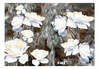 Fototapeet Artgeist Sign Of Sympathy, 175 cm x 250 cm