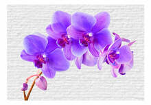 Fototapeet Artgeist Violet Excitation SNEW010391, 70 cm x 100 cm