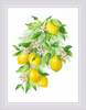 Tikkimiskomplekt Riolis SR2054 Bright Lemons, 30 x 40 cm