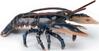 Mängukujuke Papo Lobster 442873