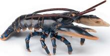 Mängukujuke Papo Lobster 442873