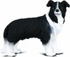 Mängukujuke Collecta Border Collie 88010