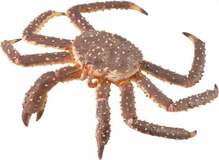 Mängukujuke Collecta King Crab 88851, 12.4 cm, pruun