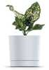 Lillepott Prosperplast Tubo P DPOP240-S449, 23,9 cm, valge