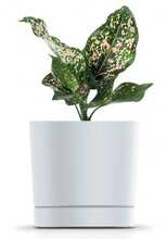Lillepott Prosperplast Tubo P DPOP240-S449, 23,9 cm, valge