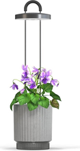 Toataimede hoolduskomplekt Click and Grow HydroVase, hall, LED valgustusega, isekastmise ja automaatse taimeriga