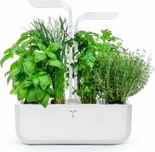 Lillepott Veritable Classic, VERITABLE