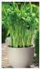 Lillepott Form Plastic Round 2731, plastik, 35 cm, pruun