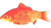 Elektriline mänguasi kassidele Flamingo Flounder electric fish, oranž