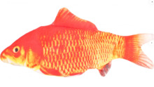 Elektriline mänguasi kassidele Flamingo Flounder electric fish, oranž