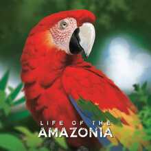 Lauamäng Life of the Amazonia, BAD COMET