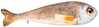 Pehme padi kala Fancy, 98 cm