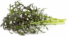 Seemned nutipotti Click & Grow Smart Garden Red Frill Mustard, 3 tk