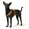 Traksid Hunter London Comfort, XS/S, 39-47 cm, oranž