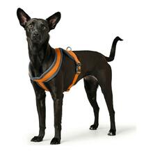 Traksid Hunter London Comfort, XS/S, 39-47 cm, oranž