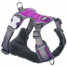 Rakmed Dingo Red Dingo, XS, 25-36 cm x 31-43 cm, lilla