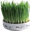 Muru kassidele Trixie Grass 42341, 0.05 kg