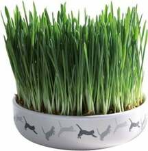 Muru kassidele Trixie Grass 42341, 0.05 kg