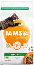 Kuivtoit kassidele IAMS Cat Adult Lamb, 2 kg