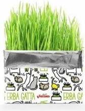 Kassimaius Record Fresh Catnip, 0.12 kg