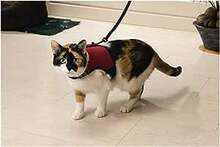 Kassi traksid jalutusrihmaga Beeztees Comfort, must/punane