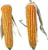 Maius närilistele Trixie Corn Cobs, 0,25 kg, 2 tk