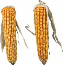 Maius närilistele Trixie Corn Cobs, 0,25 kg, 2 tk