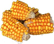 Maius närilistele Trixie Corn Cobs, 0,3 kg