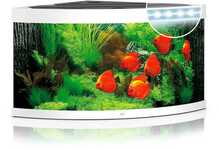 Akvaarium Juwel Trigon LED, nurgamudel, valge, 350 L