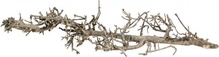 Akvaariumi dekoratsioon Terra Natura South Root, 42050, pruun, 15 cm
