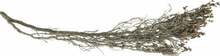 Akvaariumi dekoratsioon Terra Natura Underwater Root, pruun, 20 cm