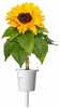 Taimkapslid Click and Grow Mini Sunflowers, 3 tk