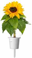 Taimkapslid Click and Grow Mini Sunflowers, 3 tk