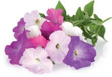 Seemnete täitepakend Click & Grow Smart Garden Petunia, 3 tk, SGR27X3