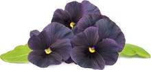 Seemned Click & Grow Smart Garden täitepakend must kannike 3 tk