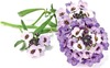 Seemned nutipottidele Sweet Alyssum Click & Grow SGR35X3, 3 tk