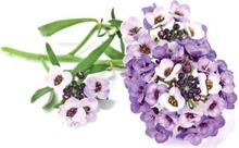 Seemned nutipottidele Sweet Alyssum Click & Grow SGR35X3, 3 tk