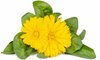 Saialille seemnete komplekt Click & Grow Smart Refill, 3 tk