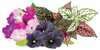 Täitepakend Click and Grow Plant Pod Vibrant Flower 9 tk