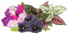 Täitepakend Click and Grow Plant Pod Vibrant Flower 9 tk