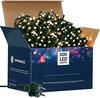 Jõulutuled Springos CL0524, 31.5 m, soe valge, 500 LED