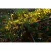 Valguskett Sirius Home Knirke, 500 LED, roheline, 350 cm