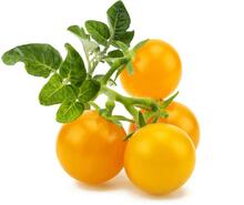 Seemnete täitepakend Click & Grow Smart Garden Yellow Mini Tomato, SGR57X3, 3 tk