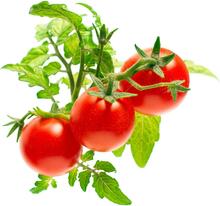 Seemnepadrunid Mini Tomato Click & Grow, 3 tk