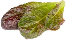 Seemned punane Rooma salat Click & Grow, 3 tk