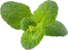 Täitepakend Click & Grow Smart Garden Apple Mint, 3 tk, SGR79X3
