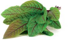 Nutikas poti täitepakend Click & Grow Smart Garden Bloody Sorrel, 3 tk, SGR33X3