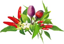 Seemned nutipottidele Click & Grow Plant Pod Chilli Pepper Mix, 9 tk